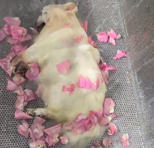 沈阳宠物水化电话