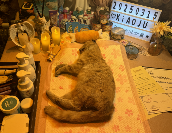 沈阳沈阳宠物善后电话