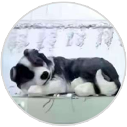 沈阳爱宠善后哪里有